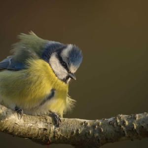 Redwell   27 1 2017   D3s (159 Of 369).jpg